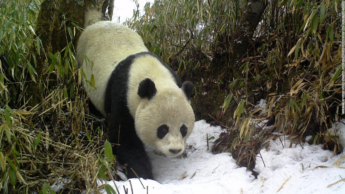 The giant panda had its &lt;a href=&quot;https://www.iucnredlist.org/species/712/121745669&quot; target=&quot;_blank&quot;&gt;status changed from &quot;endangered&quot; to &quot;vulnerable&quot;&lt;/a&gt; in 2016, after its population increased by &lt;a href=&quot;https://wwf.panda.org/discover/knowledge_hub/endangered_species/giant_panda/giant_pandas_no_longer_endangered/&quot; target=&quot;_blank&quot;&gt;17% in a decade&lt;/a&gt;. But pandas eat almost nothing but bamboo for sustenance and are particularly vulnerable to habitat loss, so conservationists are still working to boost their population numbers. 