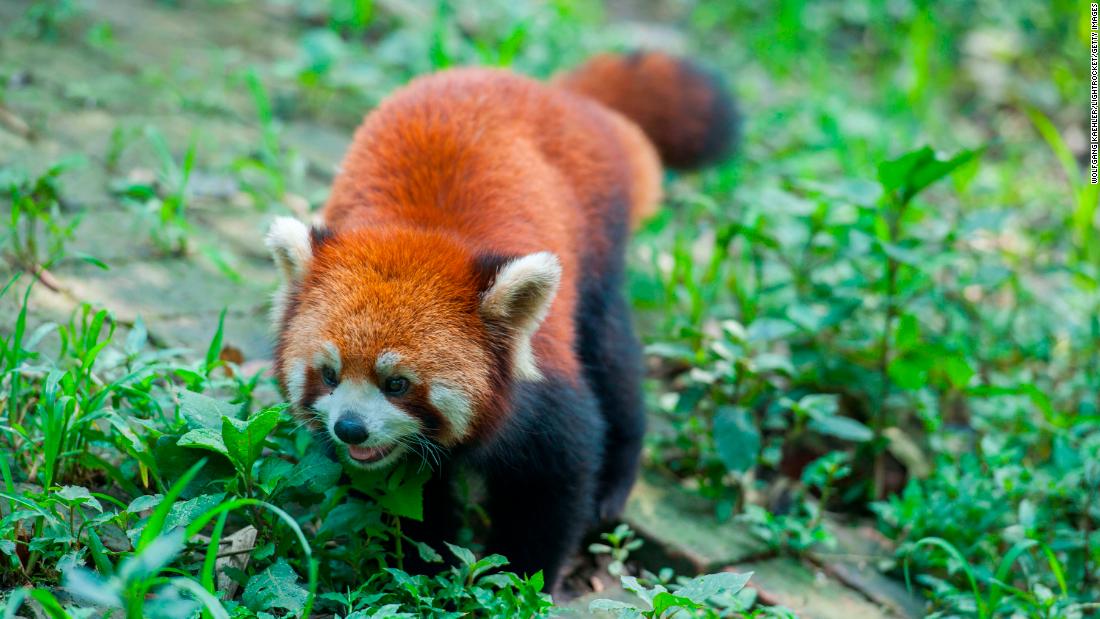 While not quite as famous as the giant panda, the red panda is just as cute -- and unfortunately, &lt;a href=&quot;https://www.iucnredlist.org/species/714/110023718&quot; target=&quot;_blank&quot;&gt;endangered&lt;/a&gt;. Like it&#39;s black-and-white cousin, these pint-sized pandas also rely heavily on bamboo, and habitat loss and land degradation caused by human activity and climate change are major threats. 