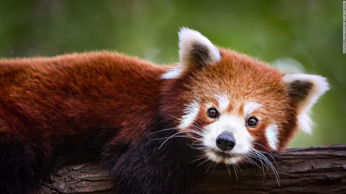 While exact population numbers are unknown, researchers estimate that red pandas have declined by &lt;a href=&quot;https://www.iucnredlist.org/species/714/110023718&quot; target=&quot;_blank&quot;&gt;50% in the last 18 years&lt;/a&gt;. Also found across Bhutan, India, Myanmar, and Nepal, the red panda&#39;s stronghold in China is Sichuan, where the Chengdu Research Base of Giant Panda Breeding has a &lt;a href=&quot;http://www.panda.org.cn/english/news/news/2013-09-25/2512.html&quot; target=&quot;_blank&quot;&gt;red panda nursery&lt;/a&gt; to further conservation efforts.