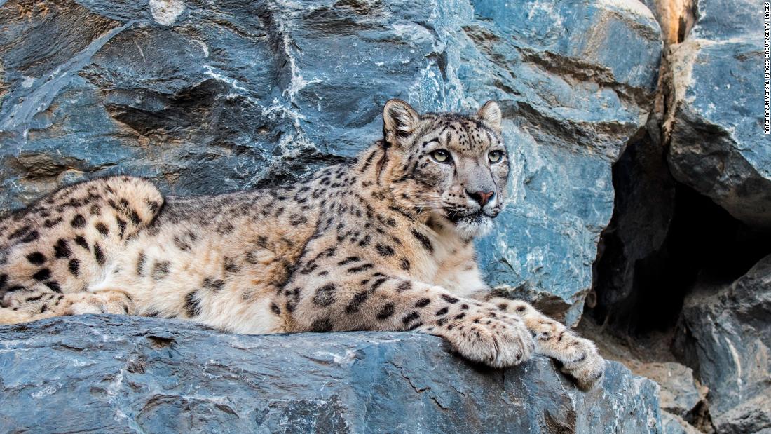 The clouded leopard isn&#39;t the only cat prowling the Giant Panda National Park. The elusive snow leopard also &lt;a href=&quot;https://whc.unesco.org/en/list/1213/&quot; target=&quot;_blank&quot;&gt;shares the territory&lt;/a&gt;, although it&#39;s rarely seen, making it difficult for researchers to assess population numbers across the &lt;a href=&quot;https://edition.cnn.com/2022/03/25/asia/snow-leopards-shafqat-hussain-pakistan-c2e-scn-spc-hnk-intl/index.html&quot; target=&quot;_blank&quot;&gt;12 countries&lt;/a&gt; they live in. Estimates from the &lt;a href=&quot;https://www.iucnredlist.org/species/22732/50664030&quot; target=&quot;_blank&quot;&gt;IUCN&lt;/a&gt; range from 2,500 up to nearly 8,000 in the wild, and they are listed as vulnerable, due to the increasing threats to their habitat and a decline in prey. 
