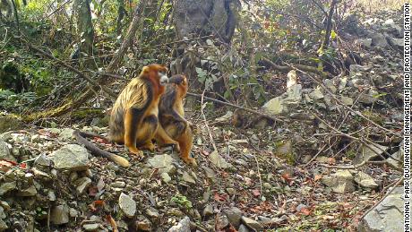 Tikimasi, kad naujasis Didžiosios Pandos nacionalinis parkas bus naudingas ir kitoms nykstančioms rūšims, pavyzdžiui, auksinei beždžionei (nuotraukoje). 