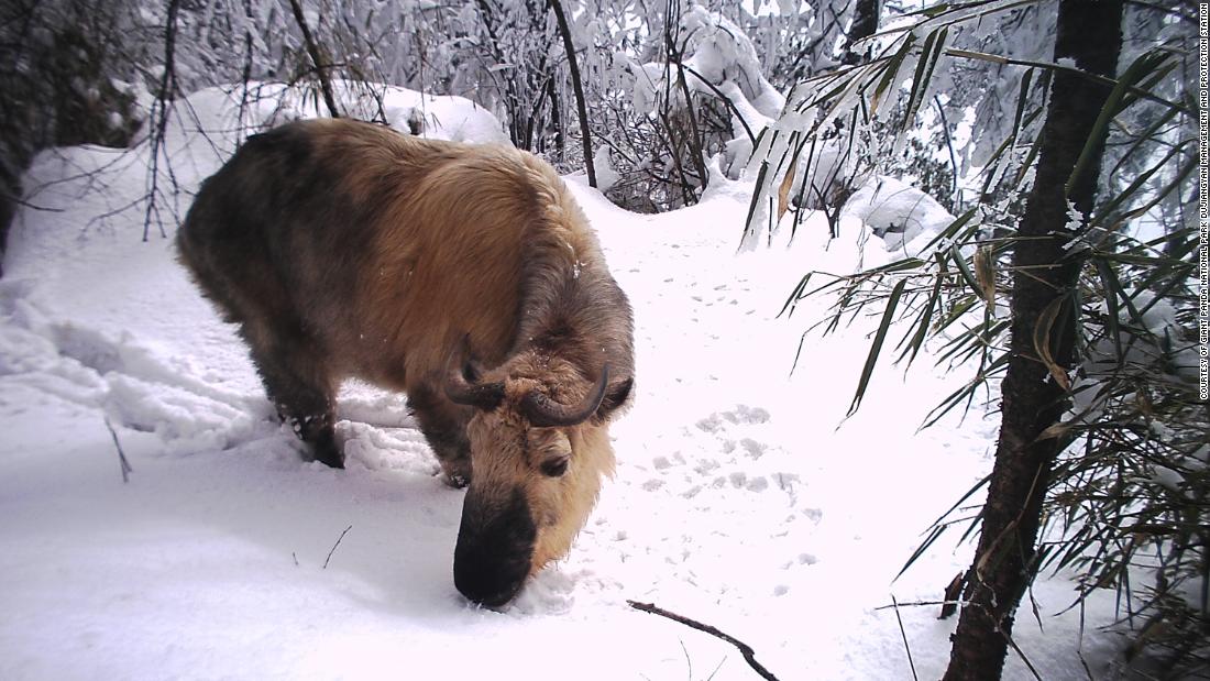 Despite their ox-like appearance, takins are actually goat-antelopes. Living in herds in mountainous, bamboo forests in Tibet, Gansu and Sichuan (pictured), the species is considered &lt;a href=&quot;https://www.iucnredlist.org/species/3160/9643719&quot; target=&quot;_blank&quot;&gt;vulnerable&lt;/a&gt; as its numbers are threatened by hunting and habitat loss. 