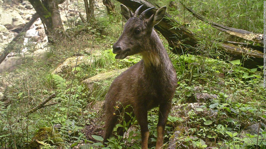 Agile and sure-footed on treacherous rock faces, the Himalayan goral&#39;s range extends across &lt;a href=&quot;https://www.iucnredlist.org/species/14296/4430073&quot; target=&quot;_blank&quot;&gt;five countries&lt;/a&gt;, from Pakistan to China. Their preference for forest-covered mountainous terrain has made it tricky for researchers to estimate their population, though they have been spotted across the Tibetan Plateau into Sichuan (pictured). 
