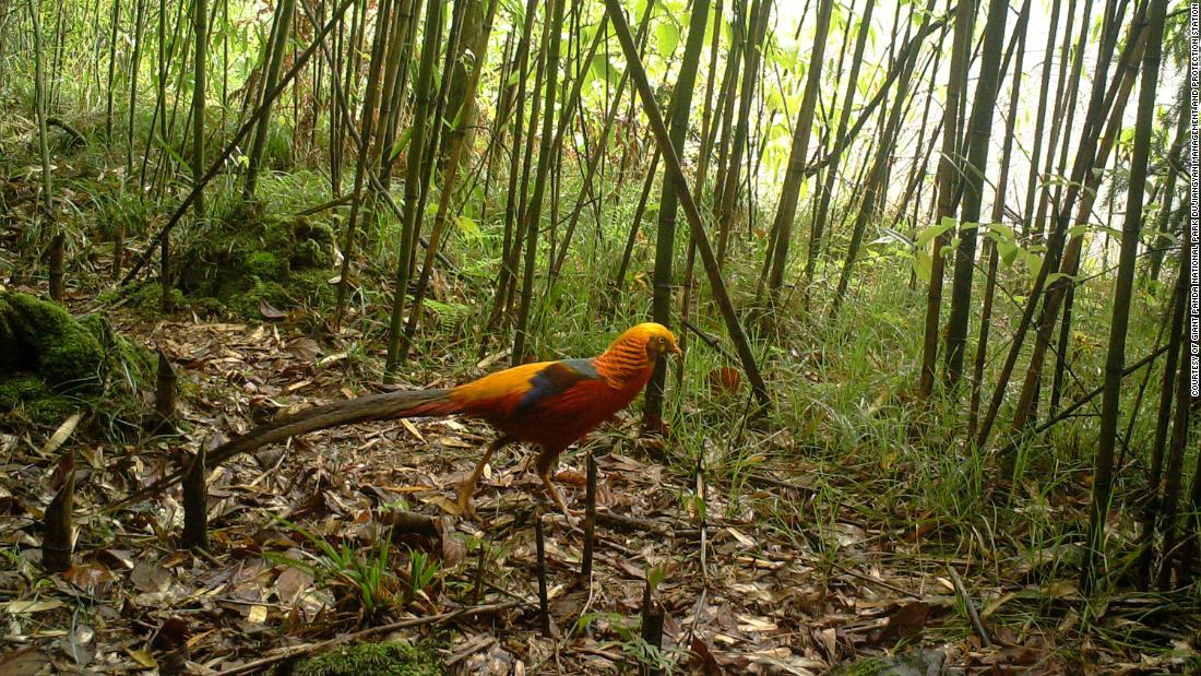 It&#39;s not just mammals that will be afforded protection in the Giant Panda National Park. Reptiles, insects, and birds -- like the golden pheasant (pictured) -- live there too. Also known as the Chinese pheasant, these shy birds are native to China, and while they are listed as being of &quot;&lt;a href=&quot;https://www.iucnredlist.org/species/22679355/131874282&quot; target=&quot;_blank&quot;&gt;least concern&lt;/a&gt;&quot; by IUCN, their &lt;a href=&quot;http://datazone.birdlife.org/species/factsheet/golden-pheasant-chrysolophus-pictus&quot; target=&quot;_blank&quot;&gt;population is decreasing&lt;/a&gt;. Deforestation is one of its main threats, so the protections of the new park will help to boost numbers.
