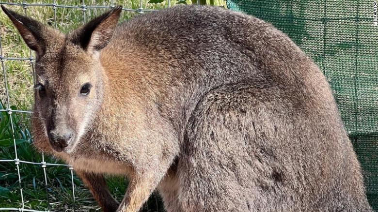 The Memphis Zoo had to rescue 19 kangaroos and 4 wallabies after storms caused a creek to overflow