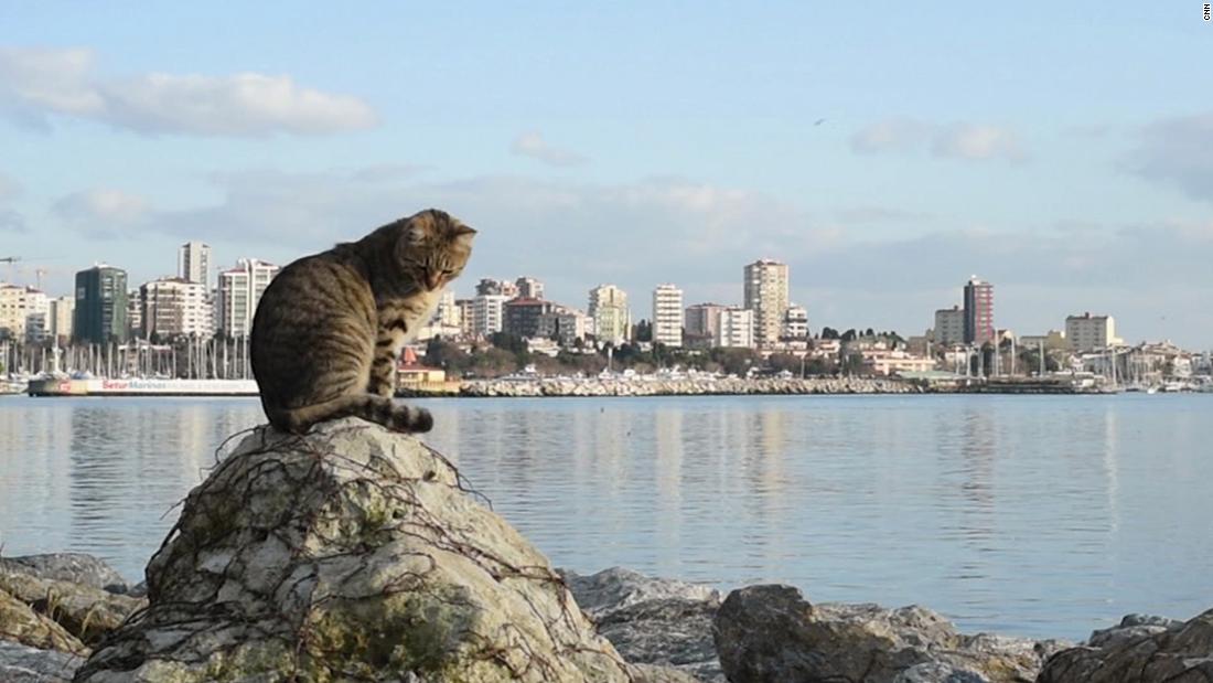 Why Istanbul is a city of cat lovers – CNN Video