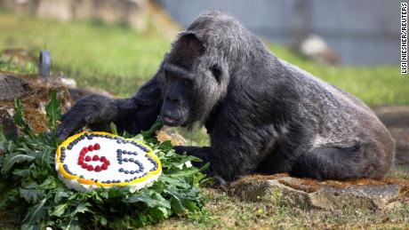 The oldest known gorilla in the world just turned 65