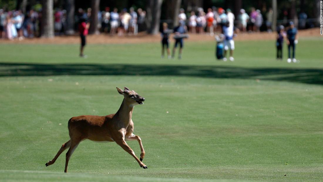 Animals star at PGA Tour’s RBC Heritage