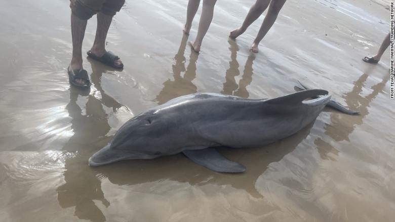 Reward offered for information after 2 dolphins died in Texas and Florida following interactions with humans