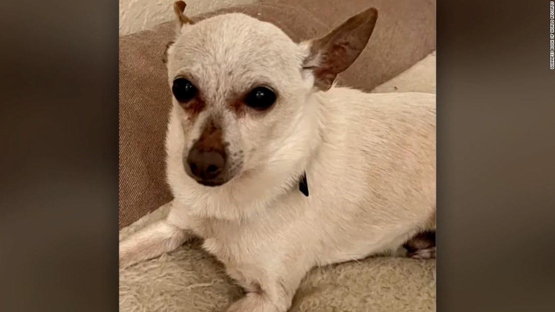 VIDEO: This Chihuahua is now the oldest living dog – CNN Video