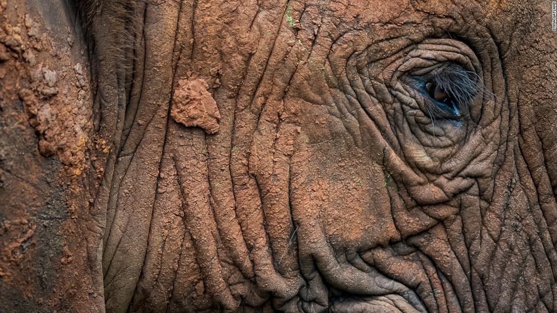 For Gatland, elephants often tell a family-oriented story of leading matriarchs and nurturing mothers, and they are among her favorite animals to photograph. She particularly loves their texture that create a tale of age, she says, and eyes that detail the lives they&#39;ve lived.