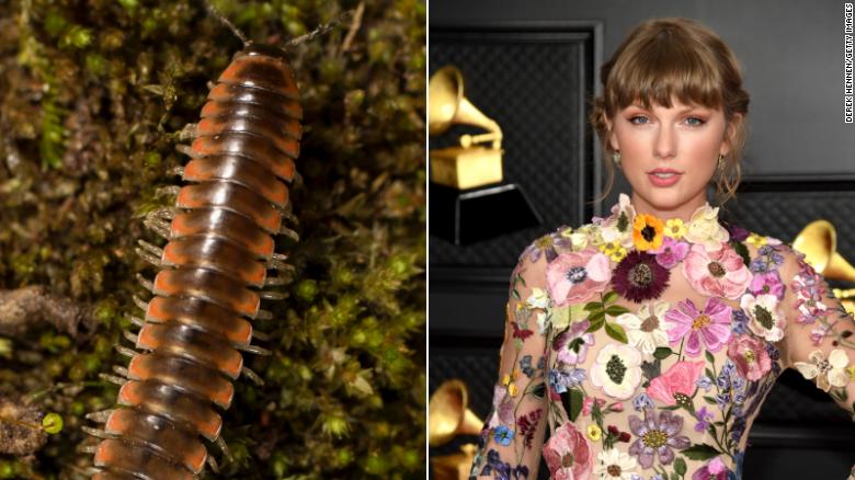 Taylor Swift inspired an entomologist to name a new millipede species after the megastar