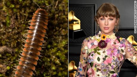 Taylor Swift inspiró al entomólogo a nombrar una nueva especie de milpiés en honor a la estrella