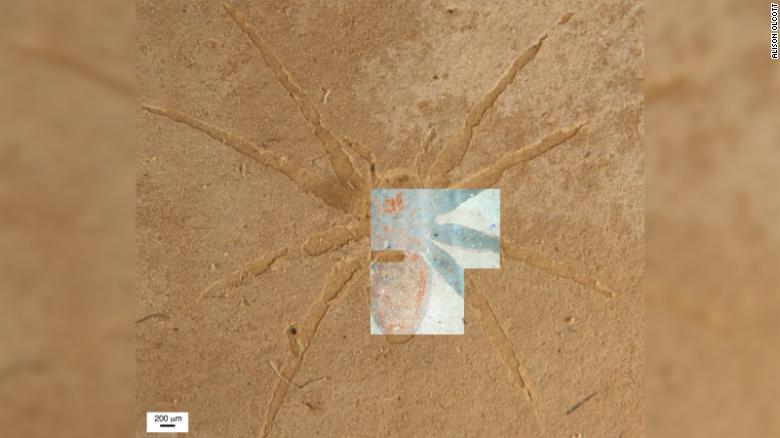 Secret of how rare spider fossils formed has been unlocked by scientists