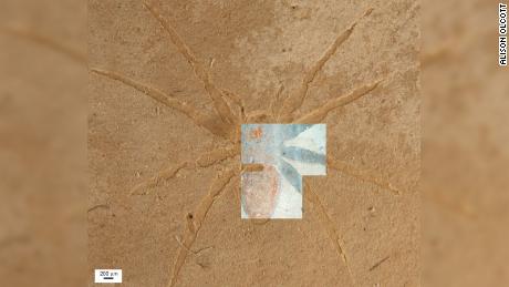 Las arañas petrificadas son raras, pero las condiciones en esta formación rocosa en Francia eran perfectas