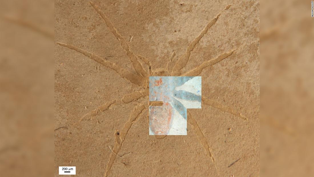Zinātnieki atklāj noslēpumu, kā zirnekļa fosilijas formu