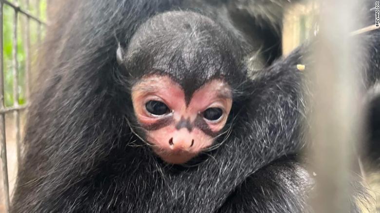 Spider monkey with ‘Batman’ markings born at Florida zoo