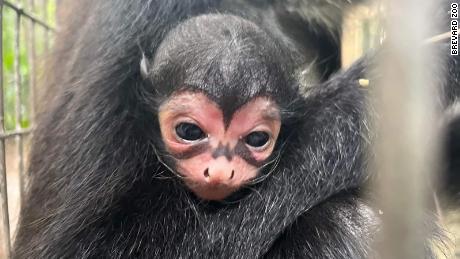 A spider monkey was born at the Brevard Zoo in Florida with what looks like the bat signal across his face.