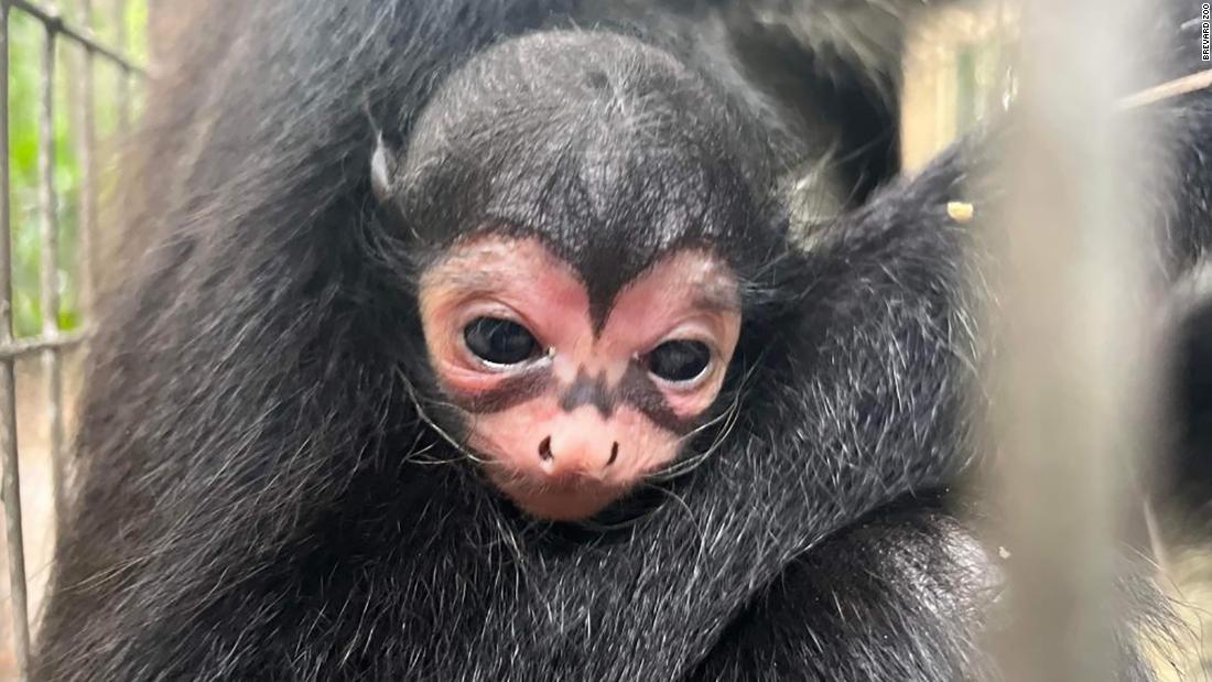 Spider monkey with 'Batman' markings born at Florida zoo