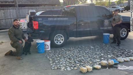 Game rangers find nearly 400 illegal shark fins at a Texas seafood restaurant