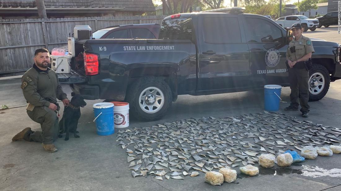 Game wardens find almost 400 illegal shark fins in Texas seafood restaurant