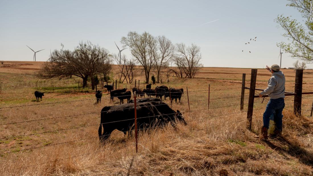 Scott Hampton feeds the cattle on his farm.