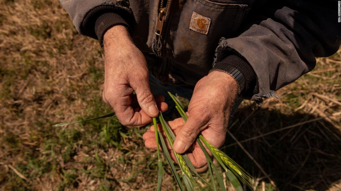 Terry Baker holds stalks of stunted wheat.