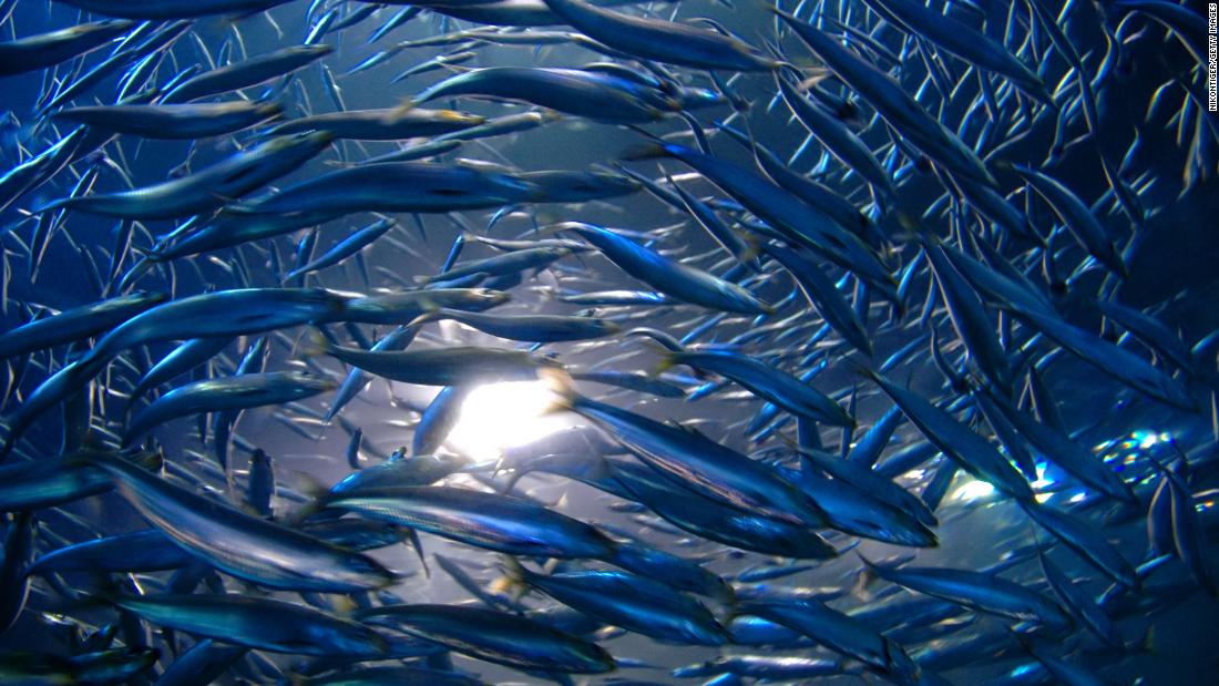 When anchovies mate, they stir the ocean and spur a healthy ecosystem, study finds