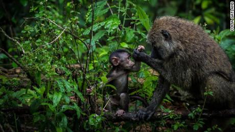 La fotografa naturalistica Emma Gatland ha catturato questo momento tra un babbuino e il suo bambino in natura.