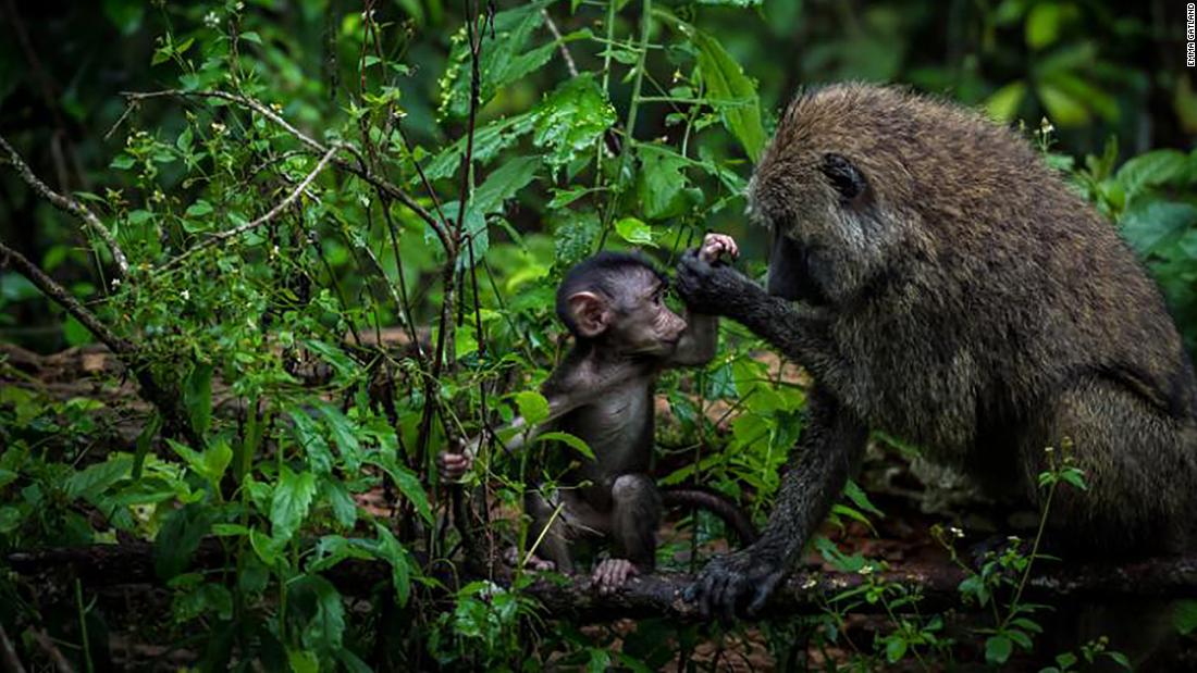 Wildlife photography can change the way we see our planet