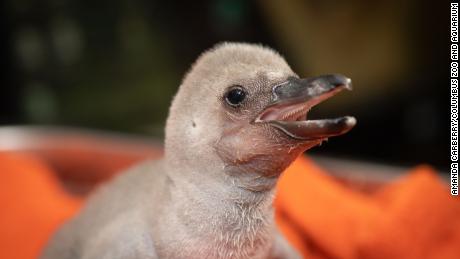Meet a giant figure from Columbus Zoo's latest Humboldt penguin chick