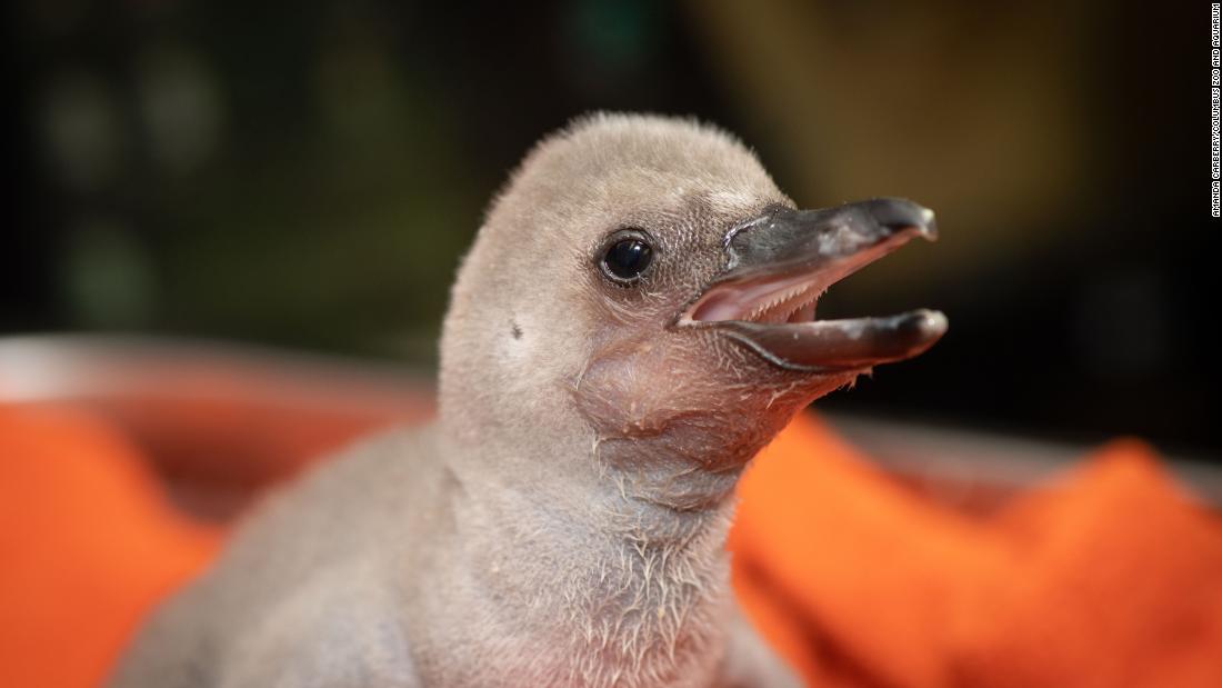 Meet the Columbus Zoo’s newest Humbolt penguin chick with a big personality