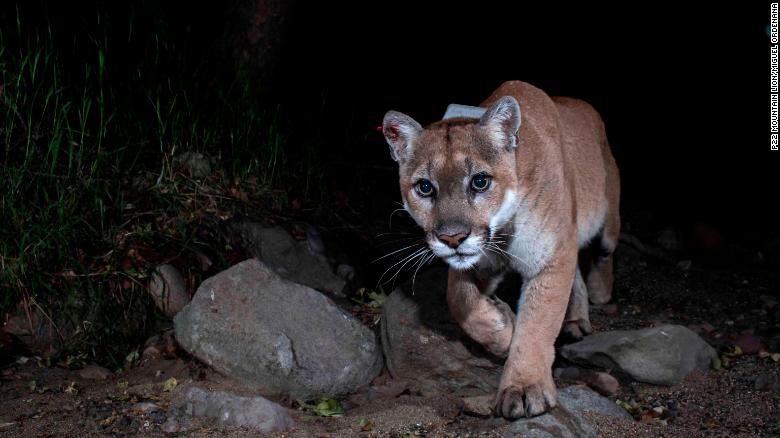This cougar is often seen in the Hollywood area.