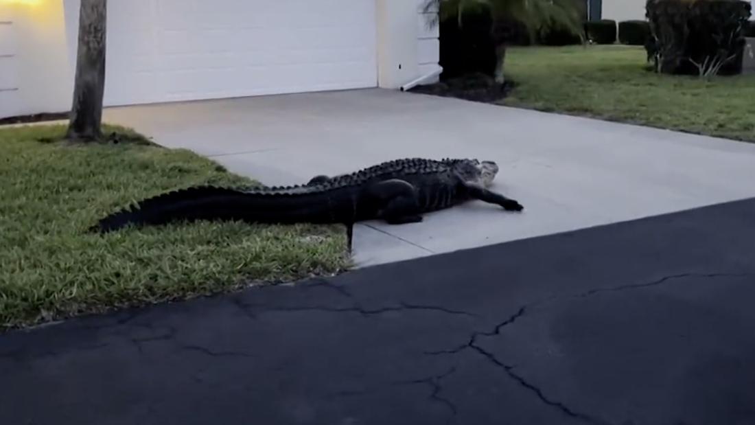 Massive alligators spotted strolling through residential areas – CNN Video