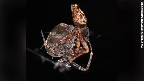 Tiny spider catapults to safety after mating to avoid sexual cannibalism