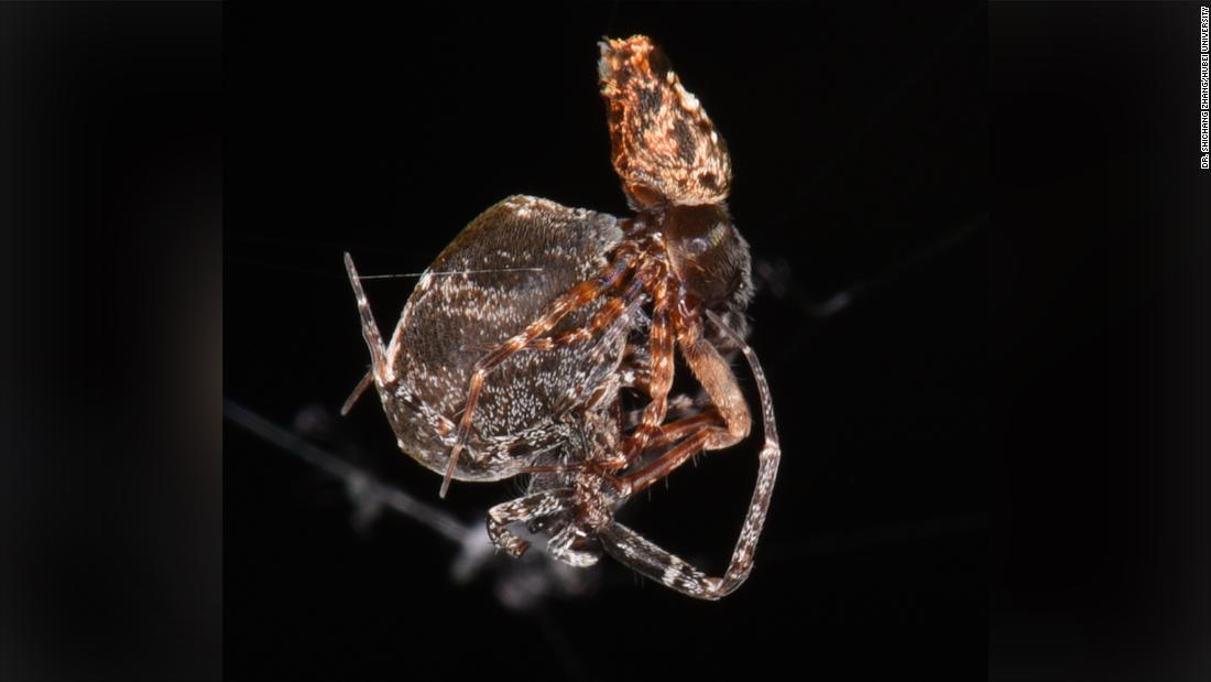 Tiny spider catapults to safety after mating to avoid sexual cannibalism – CNN
