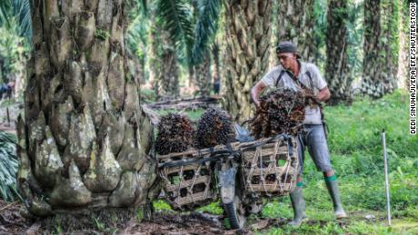 A worker loads freshly harvested palm fruits onto his motorbike at a palm oil plantation in Deliserdang, North Sumatra, Indonesia, 15 March 2022.