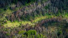 A patch of damaged forest near Anchorage in Alaska. The borealis forest -- typically pine, birch and larch - make up about thirty percent of all forest in the world. Less efficient than rain forests, it&#39;s still a vital part of the carbon sink. The mean temperature in the arctic areas are already 1.5c warmer than normal. Higher levels of CO2 accelerate growth of the forest, and has been lauded by climate deniers as proof that global warming is a hoax. However; as growth is accellerated, the lifesp 