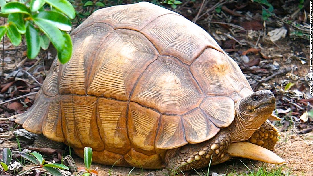 A critically endangered ploughshare tortoise (Astrochelys yniphora) is shown in the wild at Baly Bay Nature Preserve in Madagascar.