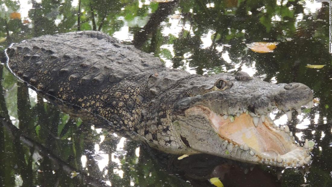 A mugger crocodile (Crocodylus palustris) is shown in India. The species is listed as vulnerable on the IUCN Red List.