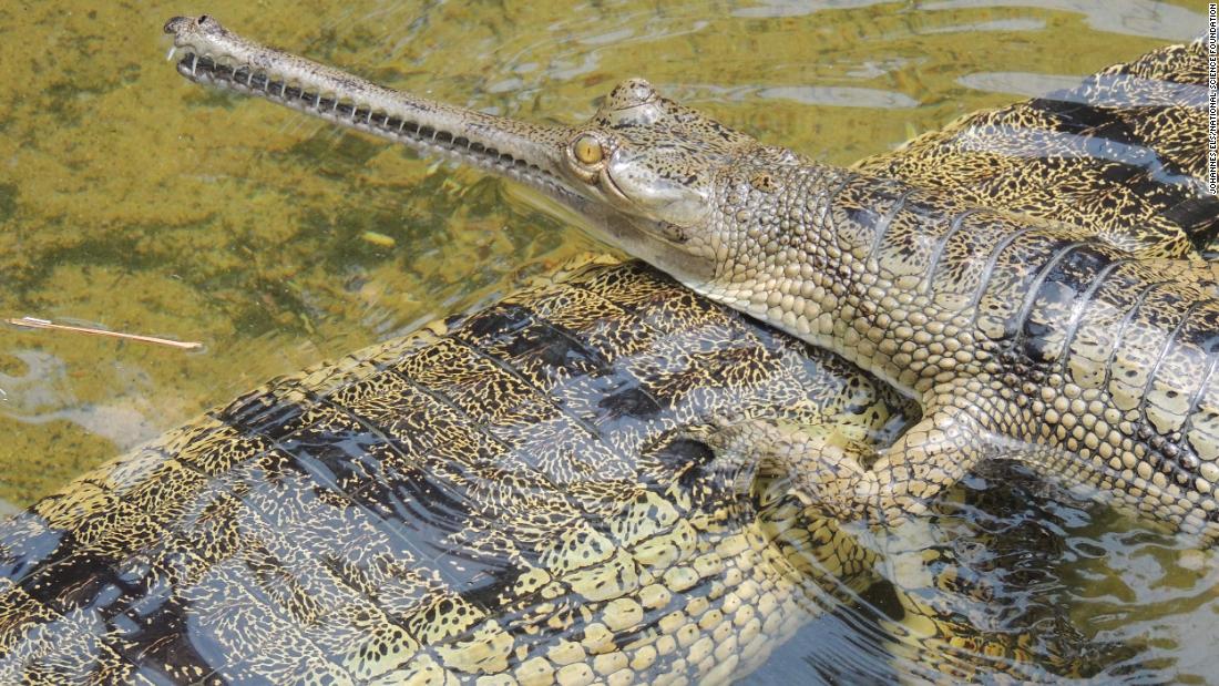 A critically endangered gharial, or fish-eating crocodile (Gavialis gangeticus), is shown in India.