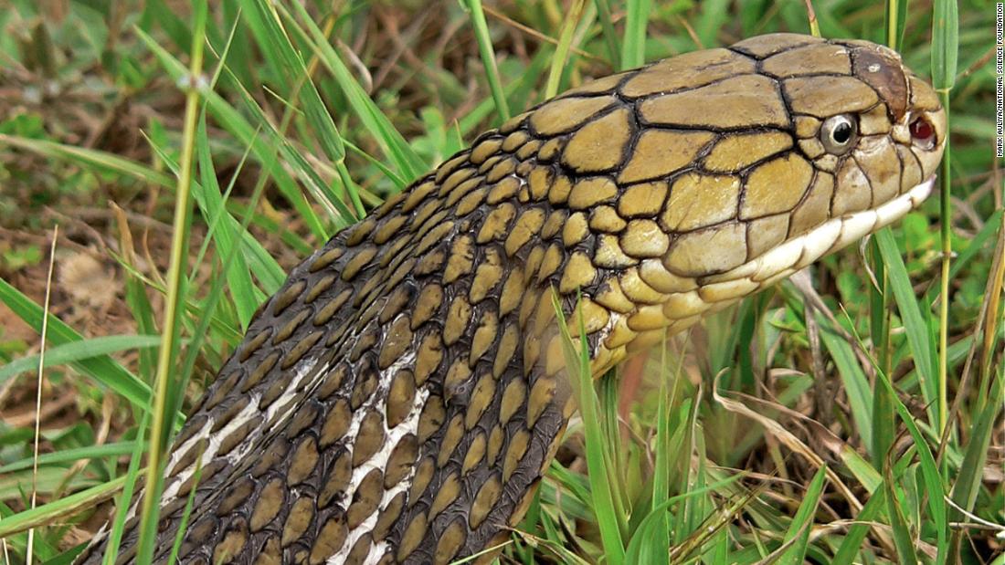 The king cobra (Ophiophagus hannah) is listed as vulnerable on the IUCN Red List. King cobras are distinguishable from other cobras by their size and neck patterns.