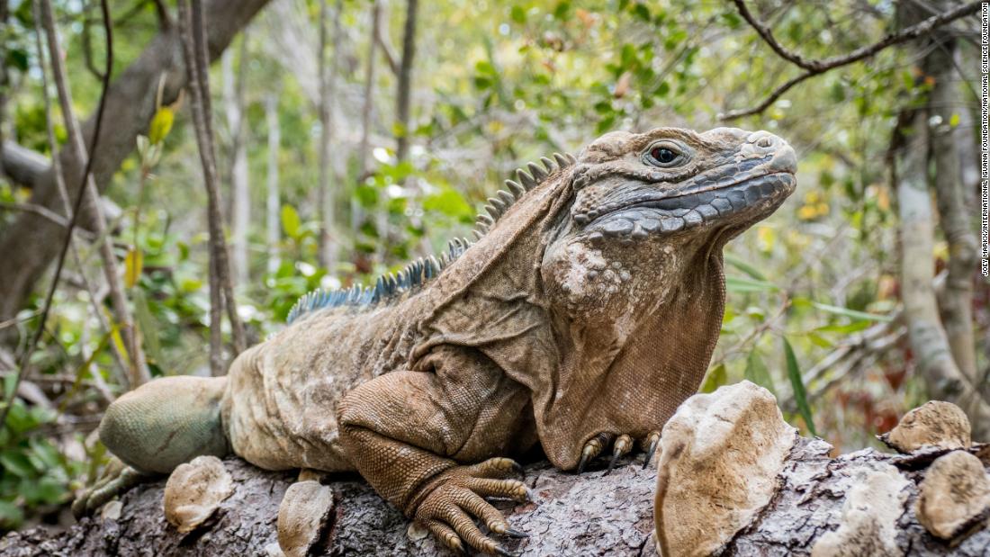 A critically endangered Jamaican iguana (Cyclura collei) is shown in the Hellshire Hills on the southern coast of Jamaica. 