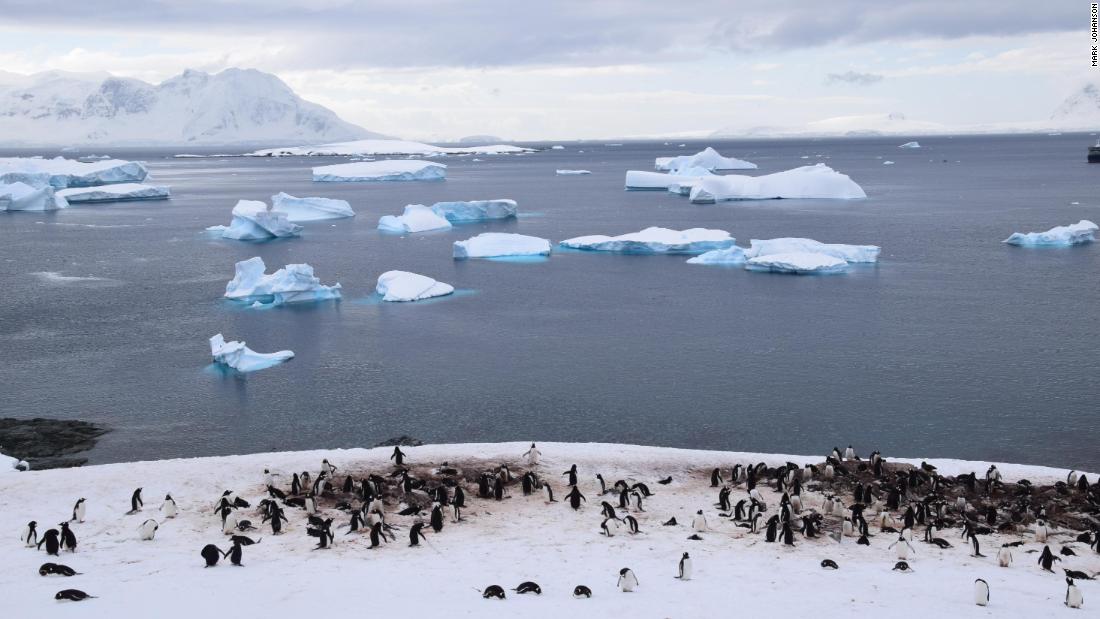 Cruise to Antarctica: How to strategy and fork out for the uncommon experience