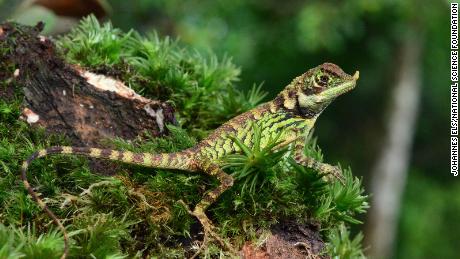 Groundbreaking study reveals the most threatened reptile species