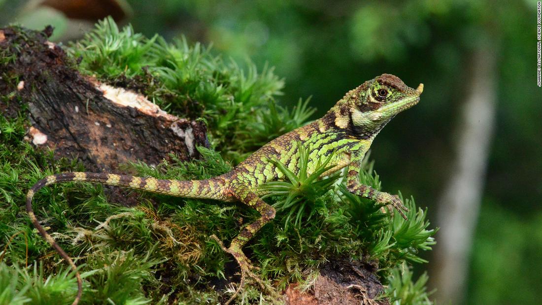 1 in 5 reptile species is under threat of extinction, crocodiles and turtles among them