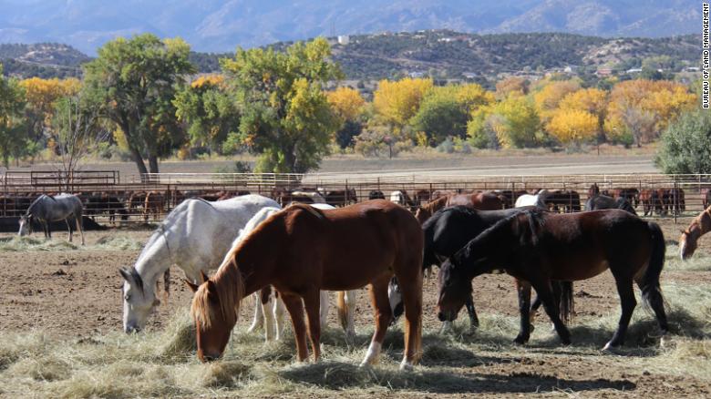 A federal wild horse facility in Colorado is under quarantine as 67 horses have died from an ‘unknown and highly contagious’ disease