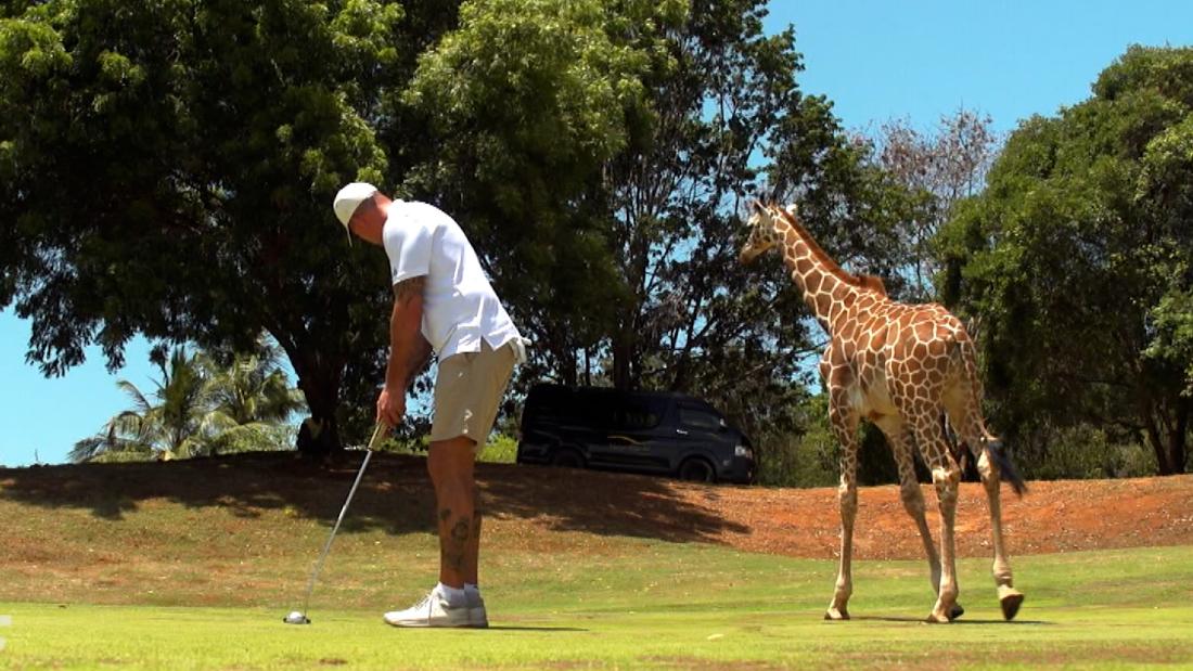 Animals roam free at this Kenyan golf course – CNN Video