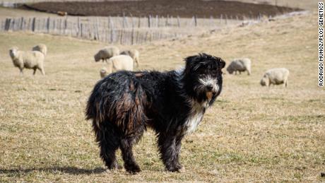 A small population of sheep dogs in Patagonia is genetically closest to the original sheep dog.