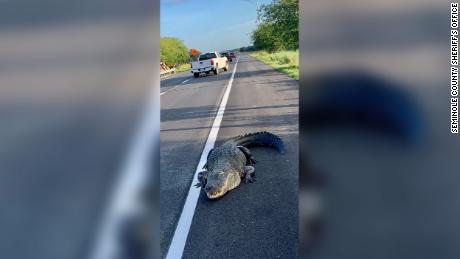 An 11-foot alligator, likely from Lake Jesup, wandered onto a Florida highway on Wednesday morning.